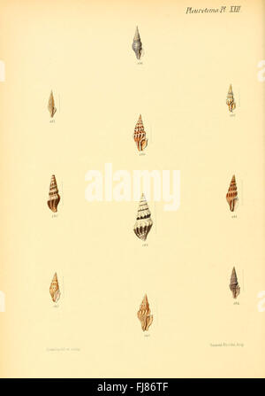 Eine Illustration aus Conchologia Iconica, die die Muschelschalen zeigt, mit besonderem Fokus auf die Pleurotoma-Arten. Stockfoto