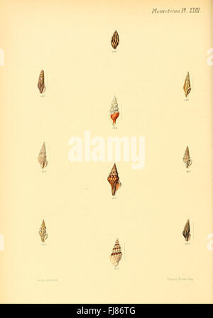 Illustration der Pleurotoma-Schalenart aus *Conchologia iconica* mit detaillierten Darstellungen der Muschelschalen Stockfoto
