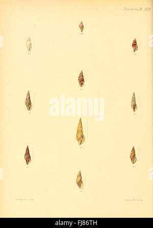 Eine Illustration aus „Conchologia Iconica“, die die Pleurotoma-Muschelart in komplizierten Details zeigt. Stockfoto