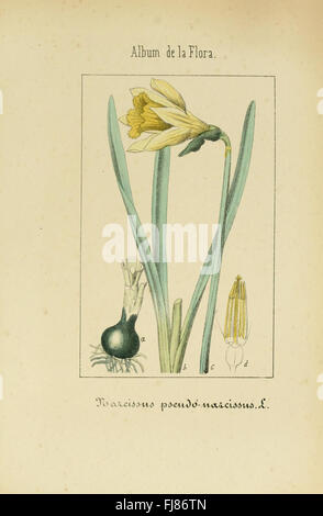 Album De La Flora mC3A9dico farmacC3A9utica C3A9 Industrie, indC3ADgena y exC3B3tica (pl. 70) Stockfoto