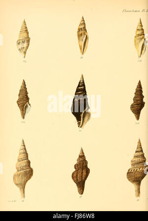 Conchologia Iconica oder Abbildungen der Schalen von molluscous Tieren (Pleurotoma, Platte 4) Stockfoto
