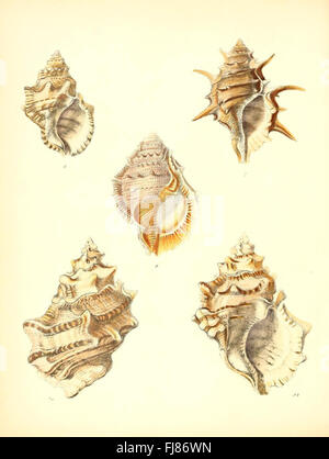 Conchologia iconica oder Abbildungen von Muschelschalen (Ranella, Platte 2), Weichtieren, Bildwerken, Muscheln, Muscheln, Muscheln, Bibliotheken Der Smithsonian Institution Stockfoto
