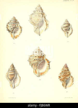 Illustration der Ranella-Schalenart aus der Conchologia Iconica-Serie mit detaillierter Muschelmorphologie Stockfoto