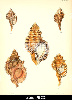 Eine Illustration aus *Conchologia Iconica*, die Muschelschalen, insbesondere die Tritonart, mit detaillierten wissenschaftlichen Darstellungen ihrer Struktur und Schönheit zeigt. Stockfoto