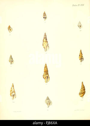 Conchologia Iconica, Or, Illustrations of the Muscheln of Molluscous Animals, Triton, Platte 17: Eine detaillierte Darstellung der Muschelschalen mit Schwerpunkt auf der Tritonart, mit wissenschaftlichen Illustrationen verschiedener Muscheltypen. Stockfoto
