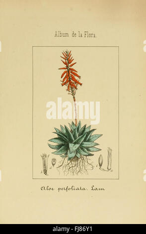 Album De La Flora mC3A9dico farmacC3A9utica C3A9 Industrie, indC3ADgena y exC3B3tica (pl. 75) Stockfoto