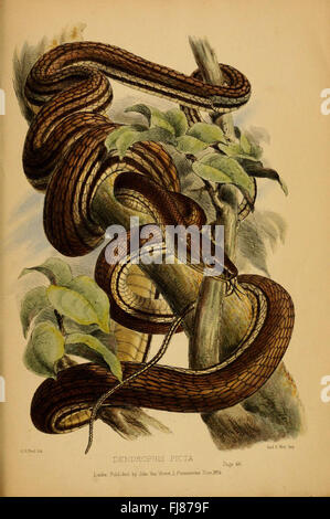 Beiträge zur Naturgeschichte von Labuan und den angrenzenden Küsten von Borneo: Borneo, Labuan, Natural History, SIL, Smithsonian Institution Libraries Stockfoto