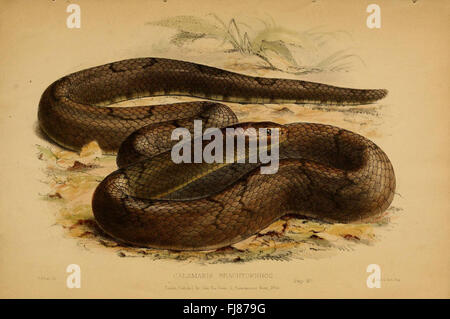 Beiträge zur Naturgeschichte von Labuan und den angrenzenden Küsten von Borneo - Ein naturgeschichtlicher Bericht über Labuan und die umliegenden Küstengebiete von Borneo, der Flora, Fauna und Ökosysteme umfasst. Stockfoto