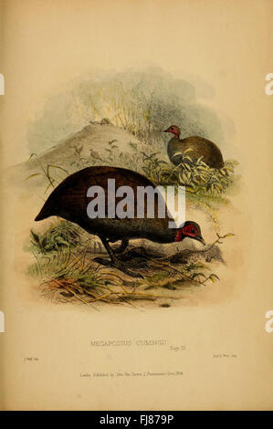 Beiträge zur Naturgeschichte von Labuan und den angrenzenden Küsten von Borneo: Eine Studie über die Biodiversität von Labuan und Borneos Küstenregionen Stockfoto