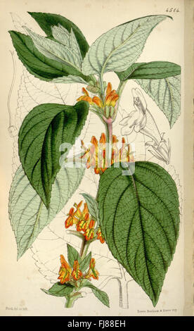 Botanische Illustration von Farnen aus Curtis Botanical Magazine, die die Vielfalt der Pflanzenarten im Missouri Botanical Garden zeigt Stockfoto