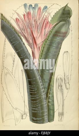 Curtis es botanical Magazine (Tab. 4883) Stockfoto