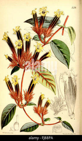 Botanische Illustration aus dem Botanical Magazine von Curtis, in der Pflanzenarten und ihre detaillierten Beschreibungen aus dem Missouri Botanical Garden gezeigt werden. Stockfoto