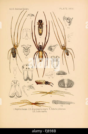 Amerikanische Spinnen und ihre Spinnarbeit, Spinnen, USA Stockfoto