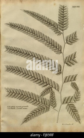 Beschreibung des Plantes de l'Amerique (pl. XLVIII) Stockfoto