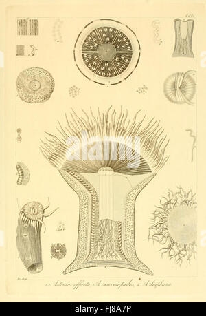 Descrizione e Notomia Degli Animali Invertebrati della Sicilia Citeriore (Platte 154) Stockfoto