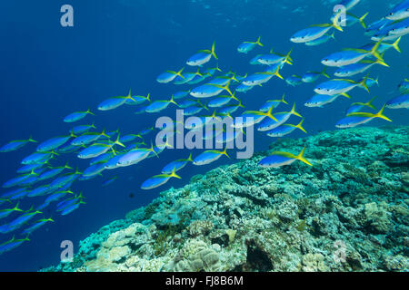 Schulen der blauen und gelben Fusiliers (Caesio Teres) durchstreifen den Rand des äußeren Great Barrier Reef ernähren sich von Plankton vorbei Stockfoto