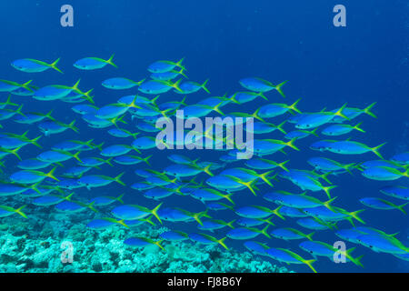 Schulen der blauen und gelben Fusiliers (Caesio Teres) durchstreifen den Rand des äußeren Great Barrier Reef ernähren sich von Plankton vorbei Stockfoto