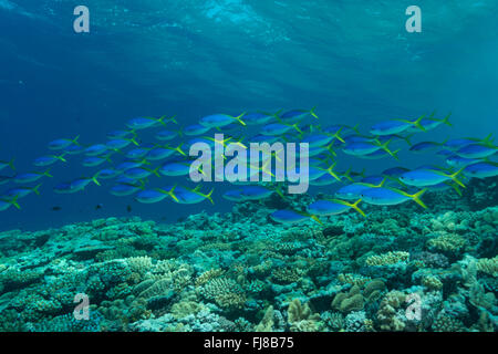 Schulen der blauen und gelben Fusiliers (Caesio Teres) durchstreifen den Rand des äußeren Great Barrier Reef ernähren sich von Plankton vorbei Stockfoto