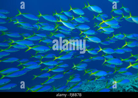 Schulen der blauen und gelben Fusiliers (Caesio Teres) durchstreifen den Rand des äußeren Great Barrier Reef ernähren sich von Plankton vorbei Stockfoto