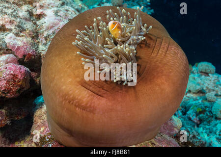 Rosa Anemonenfische (Amphiprion Perideraion), Anemone, die sich für eine kurze Zeit ballte vorübergehend gesperrt. Die Anemonenfische kann noch in den Tentakeln verbergen. Stockfoto