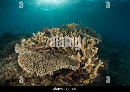 Acropora verzweigten Korallen gesund in das Great Barrier Reef Stockfoto