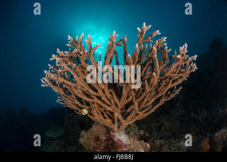 Acropora verzweigten Korallen gesund in das Great Barrier Reef Stockfoto