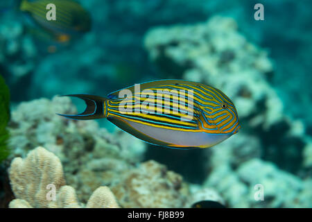 Bluelined Doktorfisch, (Acanthurus Lineatus) in das Great Barrier Reef. Stockfoto