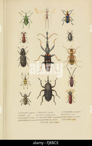 Dictionnaire Classique des Sciences naturelles Stockfoto