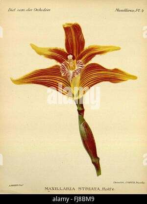 Eine Illustration aus „Dictionnaire Iconographique des Orchidees“, Platte 4, die verschiedene Orchideenarten in der botanischen Sammlung des Missouri Botanical Garden zeigt. Stockfoto