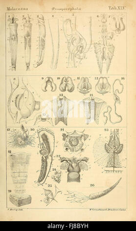 Klassen Und Ordnungen des Thier-Reichs sterben Stockfoto