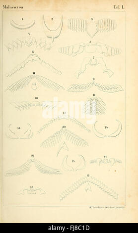 Die Klassen und Ordnungen des Thier-Reichs, Cephalopoda, Harvard University, MCZ, Ernst Mayr Library Mollusks Stockfoto
