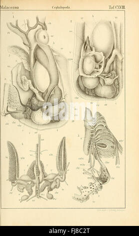 Klassen Und Ordnungen des Thier-Reichs sterben Stockfoto