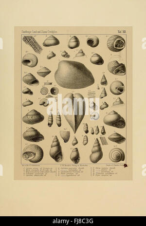 Die Land- und Süßwasser Conchylien der Vorwelt - Eine paläontologische Untersuchung an fossilen Süßwasser- und Landmuscheln, die ihre Art und ihre historische Verbreitung dokumentiert. Stockfoto