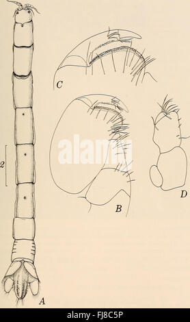 Annalen der South African Museum - Annale van sterben Suid-Afrikaanse Museum (1982) Stockfoto