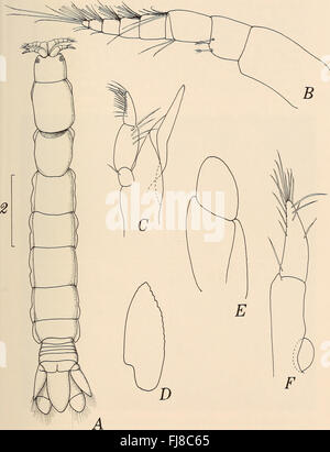 Annalen der South African Museum - Annale van sterben Suid-Afrikaanse Museum (1982) Stockfoto