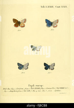 Eine Illustration aus „die Schmetterlinge in Abbildungen nach der Natur“, die in Europa heimische Schmetterlingsarten zeigt, mit detaillierten und lebensechten Darstellungen. Stockfoto