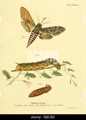 Schmetterlinge in Abbildungen Nach der Natur sterben Stockfoto