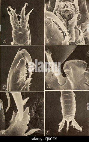 Annalen der South African Museum - Annale van sterben Suid-Afrikaanse Museum (1982) Stockfoto
