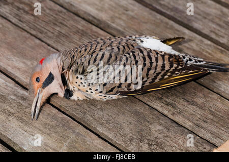 Toten Northern Flicker Vogel (Colaptes Auratus) - Virginia USA Stockfoto