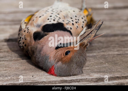 Toten Northern Flicker Vogel (Colaptes Auratus) - Virginia USA Stockfoto