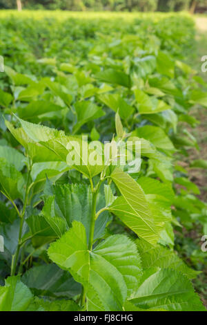 Maulbeerbaum Blatt bei Field, für Futtermittel Seidenraupe. Stockfoto