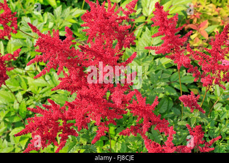 Astilbe innerhalb der Familie Saxifragaceae Stockfoto