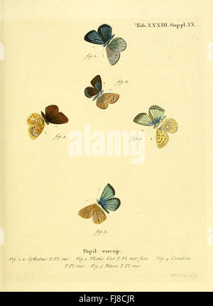 Schmetterlinge in Abbildungen Nach der Natur sterben Stockfoto