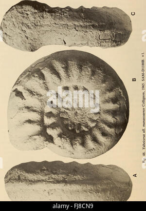 Annalen der South African Museum - Annale van sterben Suid-Afrikaanse Museum (1982) Stockfoto