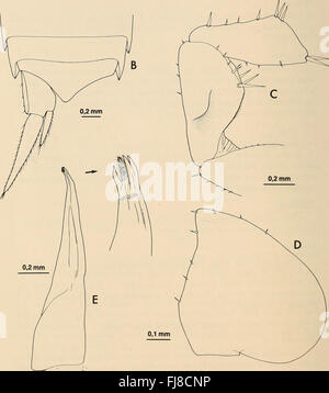 Annalen der South African Museum - Annale van sterben Suid-Afrikaanse Museum (1982) Stockfoto