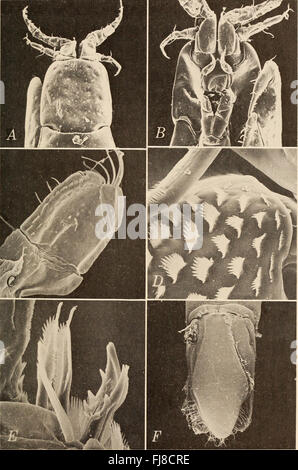 Annalen der South African Museum - Annale van sterben Suid-Afrikaanse Museum (1982) Stockfoto