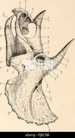 Die Stämme der Wirbeltiere (The Phyla of Vertebrates, 1919) Stockfoto
