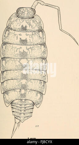 Annalen der South African Museum - Annale van sterben Suid-Afrikaanse Museum (1982) Stockfoto