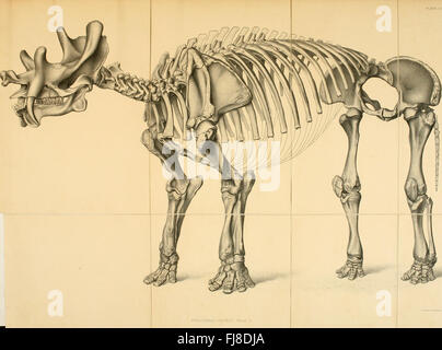 Dinocerata - eine Monographie einer ausgestorbenen Bestellung von gigantischen Säugetiere (1886) Stockfoto