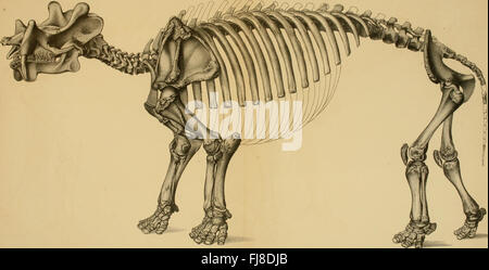 Dinocerata - eine Monographie einer ausgestorbenen Bestellung von gigantischen Säugetiere (1886) Stockfoto